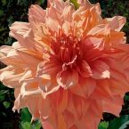 Singing Orange Dahlia